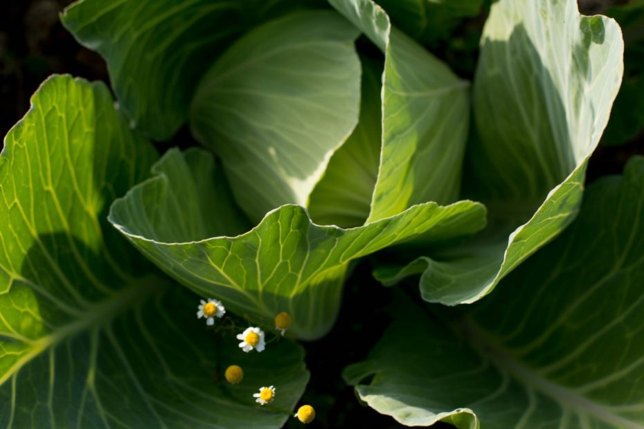 estafado-de-coles-recetas-atukpamba