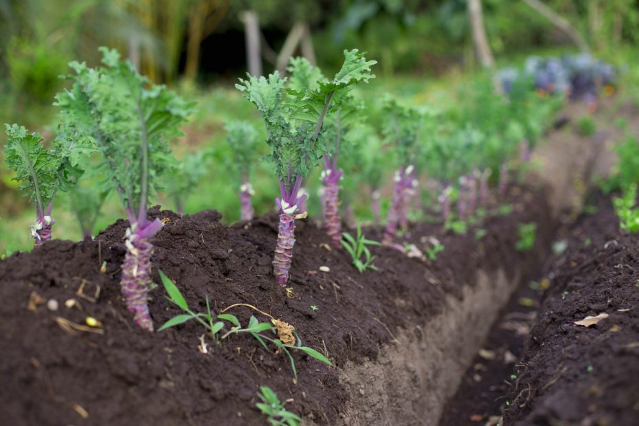 col crespa atukpamba