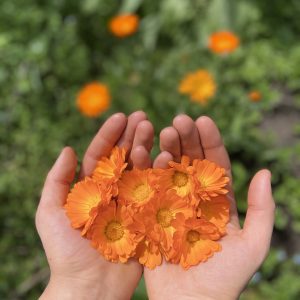 Caléndula - Atukpamba semillas orgánicas ecuador