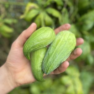 Achogcha grande - Atukpamba semillas orgánicas ecuador