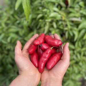 Ají rocoto- Atukpamba semillas orgánicas ecuador