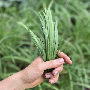 Cebollajo- Atukpamba semillas orgánicas ecuador