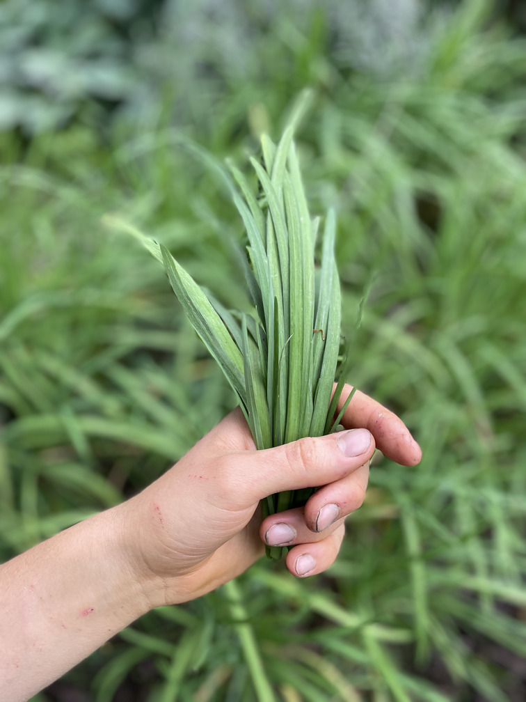 Cebollajo- Atukpamba semillas orgánicas ecuador