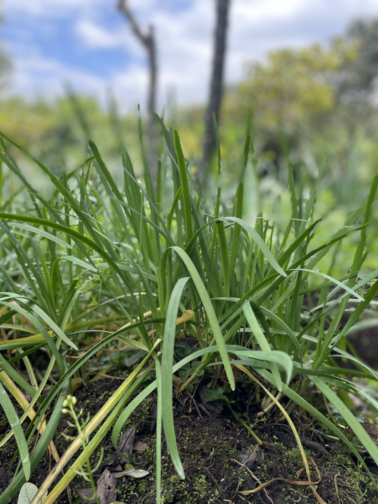 Cebollajo- Atukpamba semillas orgánicas ecuador