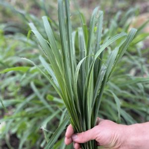 Hierbaluisa -Atukpamba semillas orgánicas ecuador