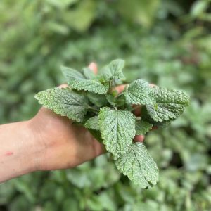 Toronjil- Atukpamba semillas orgánicas ecuador