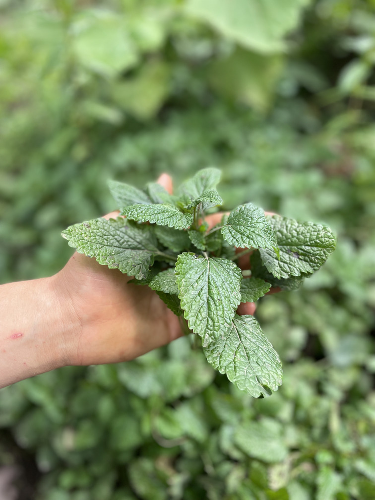 Toronjil- Atukpamba semillas orgánicas ecuador