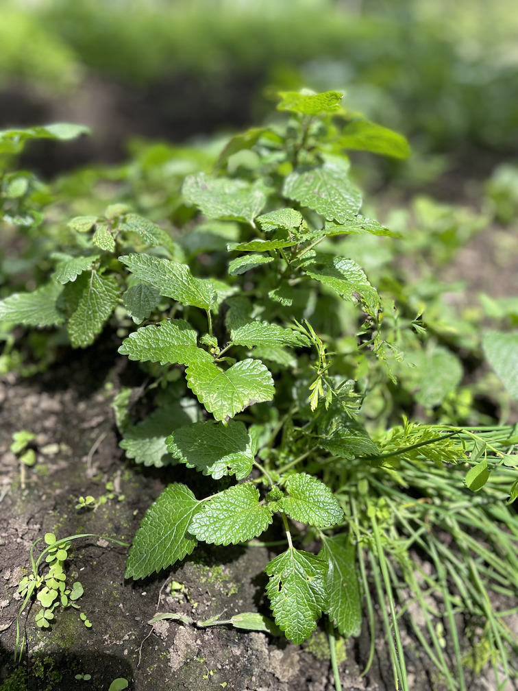 Toronjil- Atukpamba semillas orgánicas ecuador