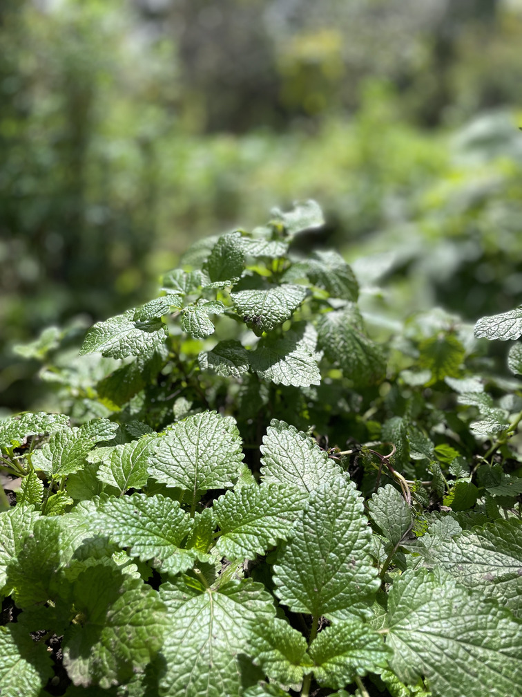 Toronjil- Atukpamba semillas orgánicas ecuador
