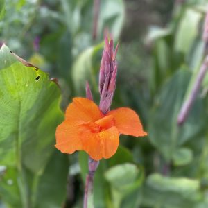 Achira- Atukpamba semillas orgánicas ecuador