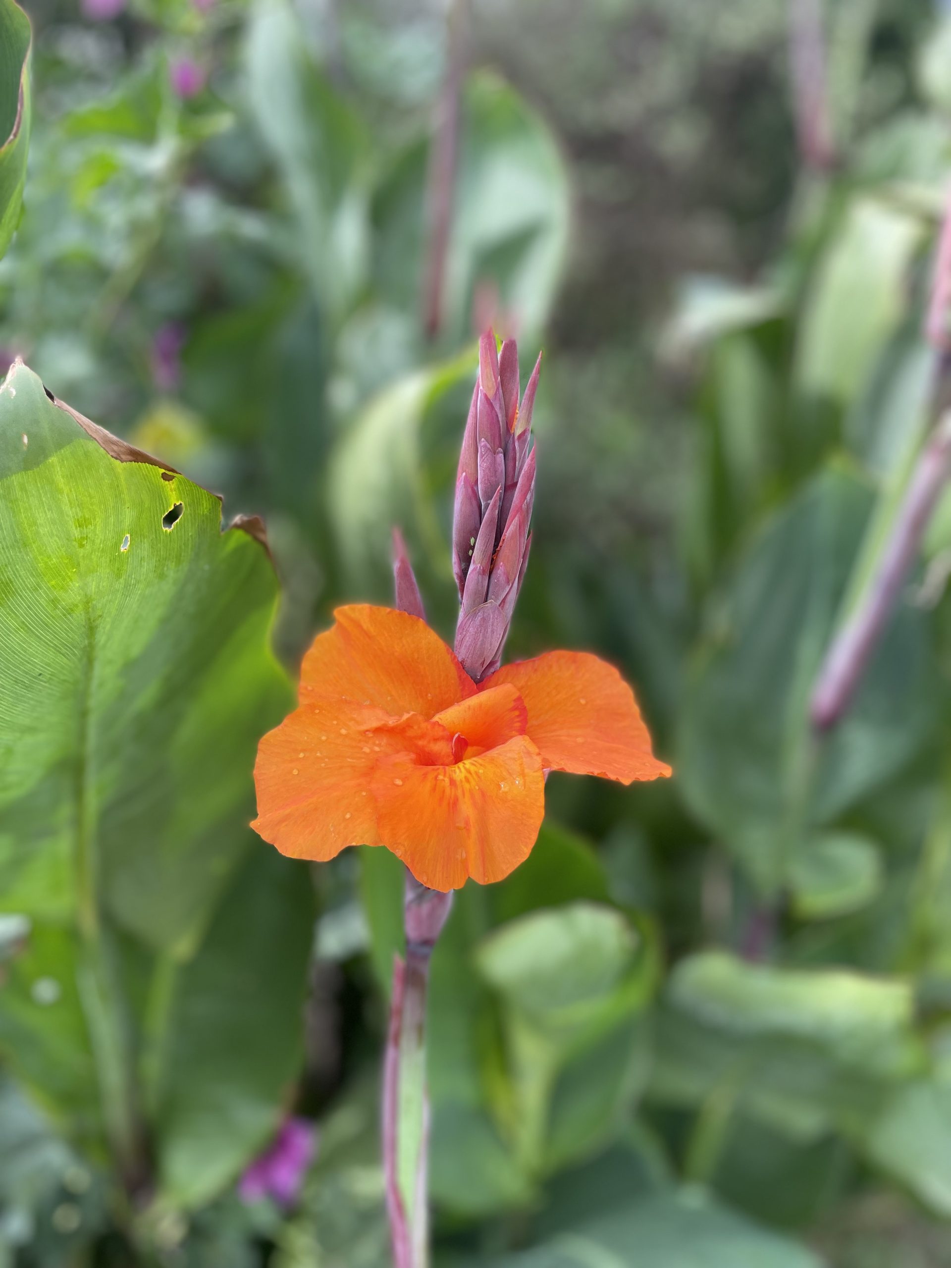 Achira- Atukpamba semillas orgánicas ecuador