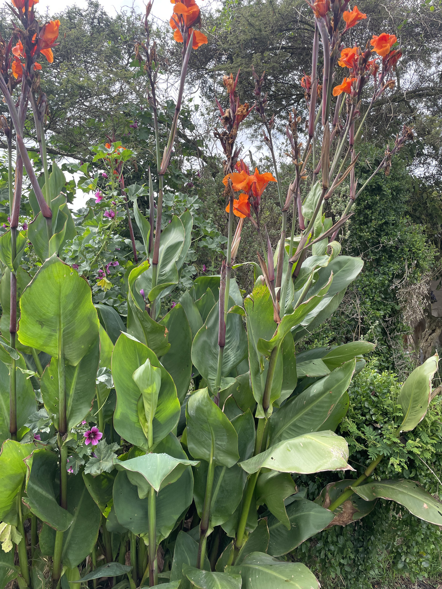 Achira- Atukpamba semillas orgánicas ecuador