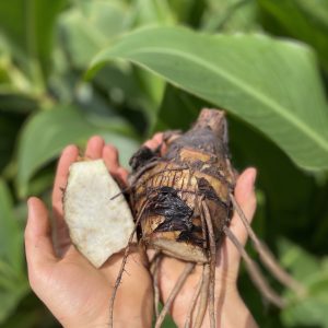 Achira- Atukpamba semillas orgánicas ecuador