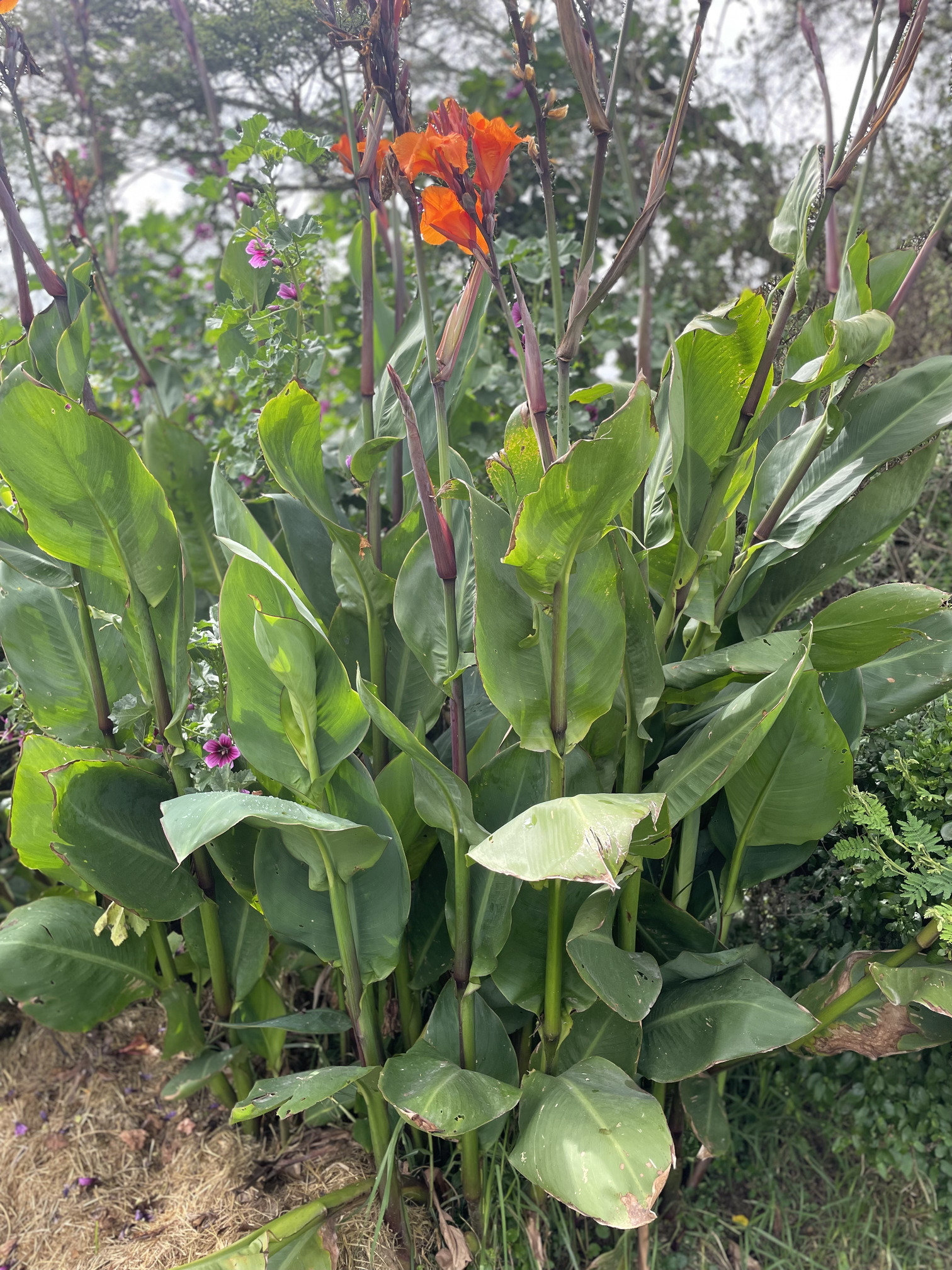 Achira- Atukpamba semillas orgánicas ecuador