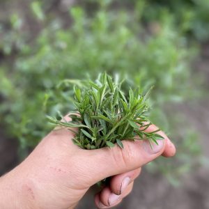 Ajedrea - Atukpamba semillas orgánicas ecuador
