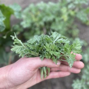 Ajenjo - Atukpamba semillas orgánicas ecuador