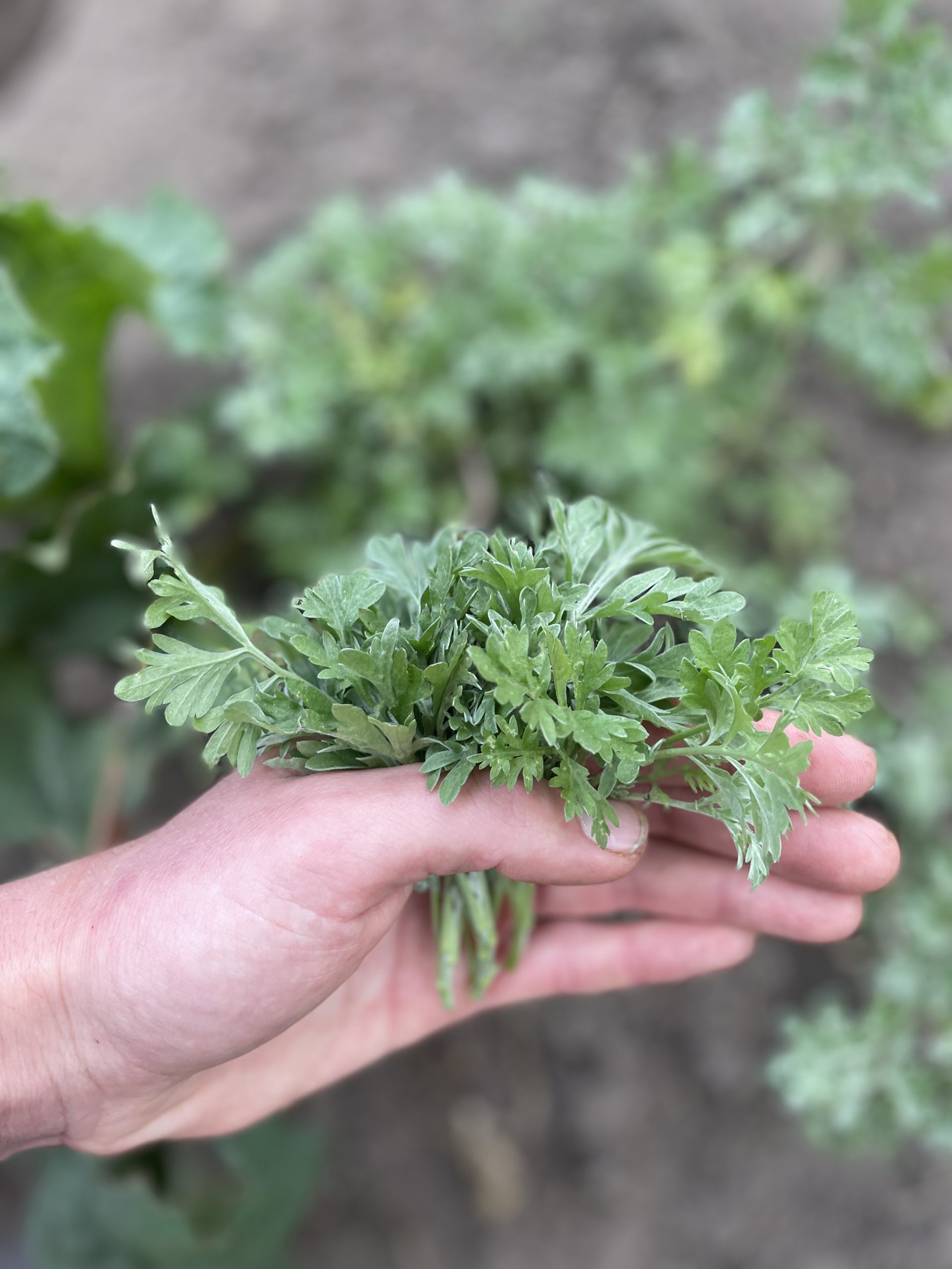 Ajenjo - Atukpamba semillas orgánicas ecuador