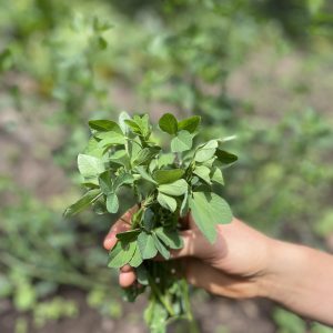 Alfalfa - Atukpamba semillas orgánicas ecuador