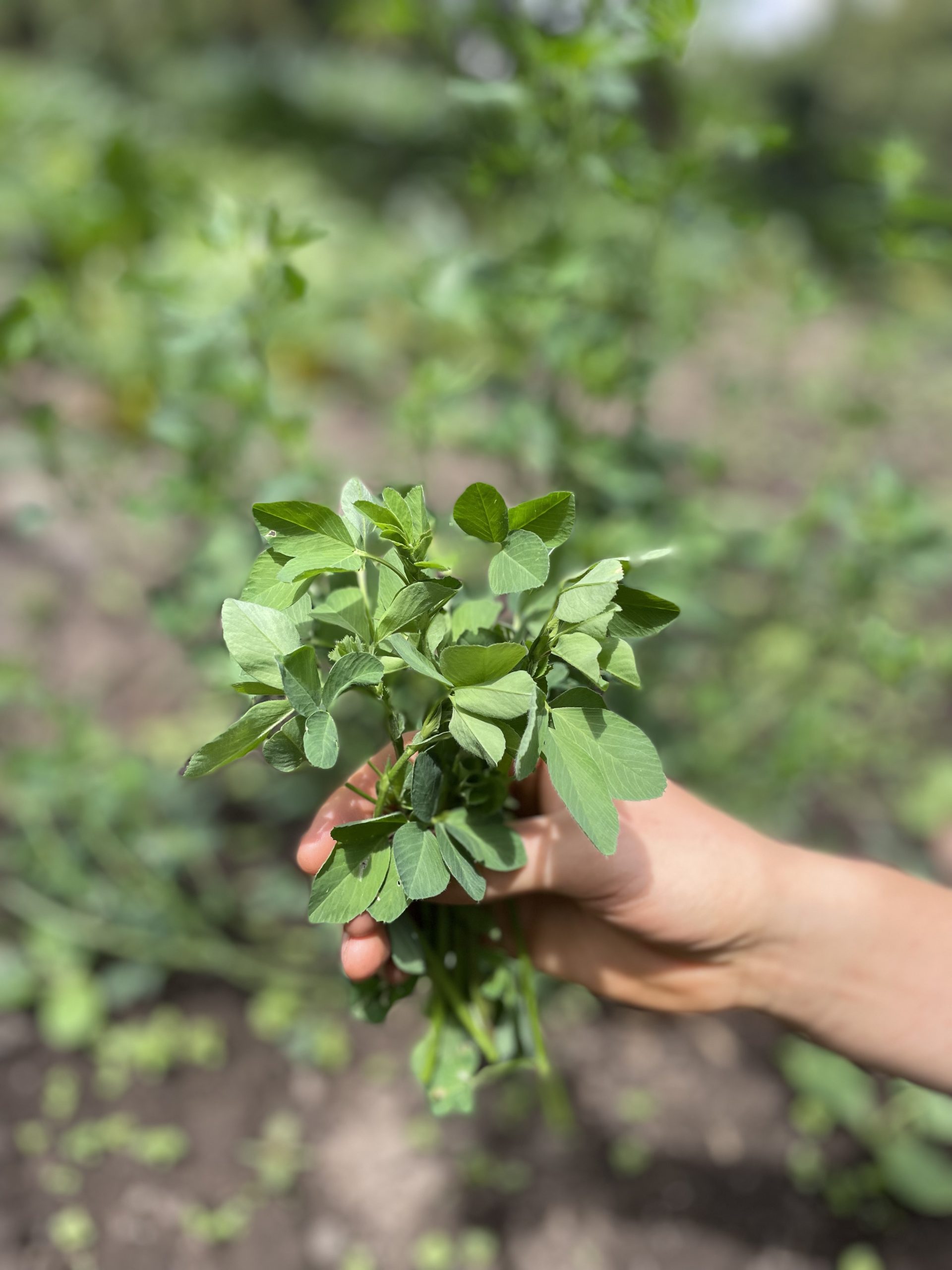 Alfalfa - Atukpamba semillas orgánicas ecuador
