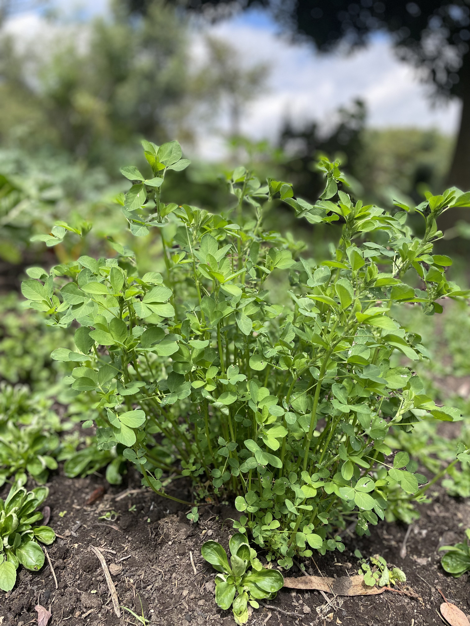 Alfalfa - Atukpamba semillas orgánicas ecuador
