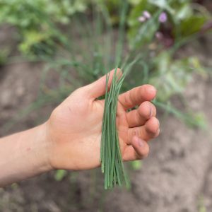 Cebollín - Atukpamba semillas orgánicas ecuador