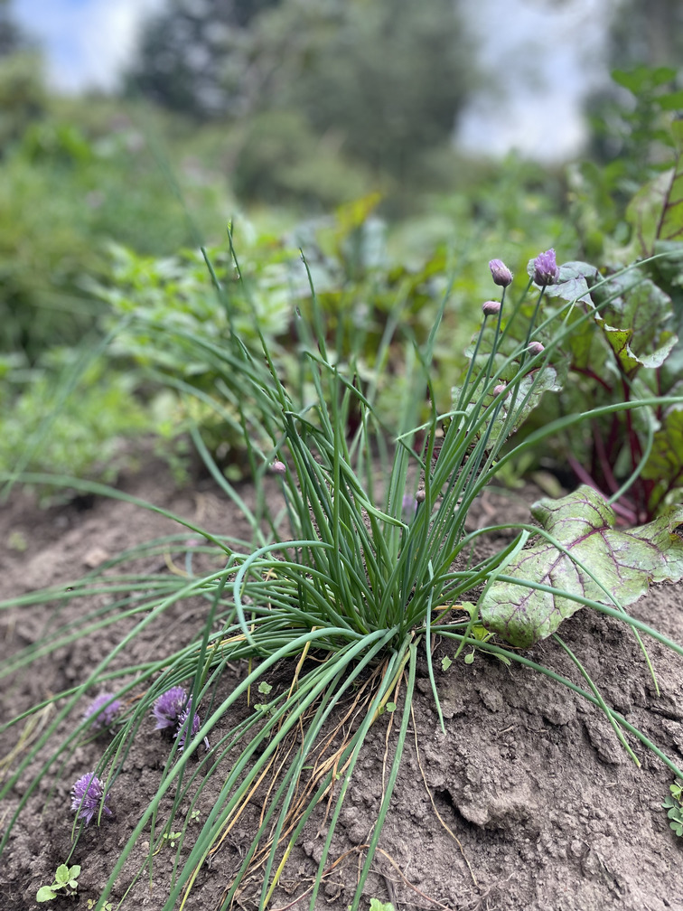 Cebollín - Atukpamba semillas orgánicas ecuador