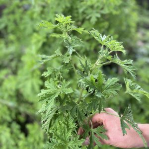 Geranio aromático - Atukpamba semillas orgánicas ecuador