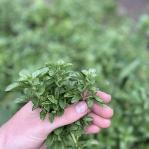 Menta poleo - Atukpamba semillas orgánicas ecuador