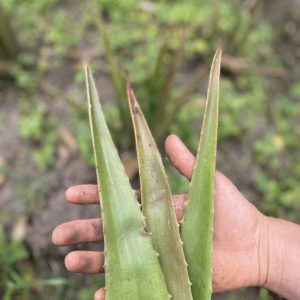 Sábila - Atukpamba semillas orgánicas ecuador