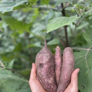 Atukpamba semillas orgánicas ecuador