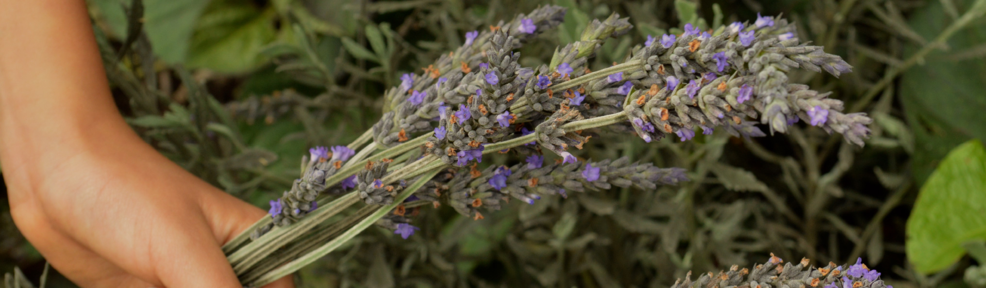 aromaticas hierbas atukpamba organicas
