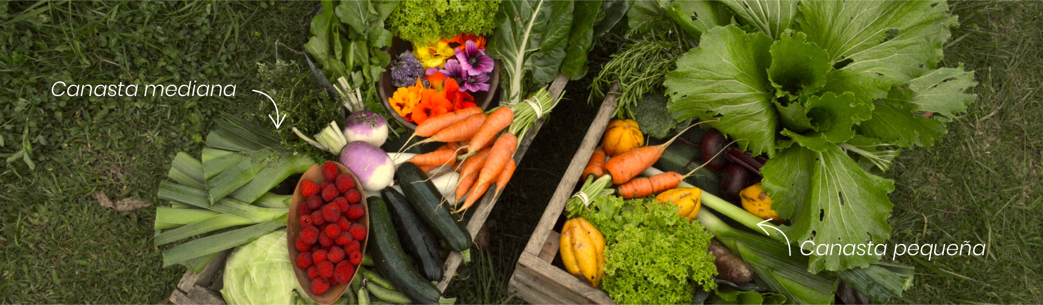 canastas hortalizas frutas verduras organicas atukpamba