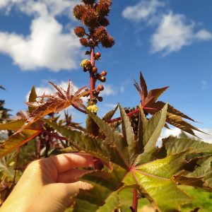higuerilla roja ricinus atukpamba semillas organicas plantas biomasa