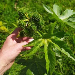 higuerilla verde atukpamba semillas organicas plantas biomasa