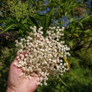 tilo atukpamba semillas organicas plantas biomasa