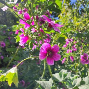 malva rosada atukpamba semillas organicas plantas biomasa